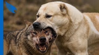 Ecco Come Lalabai Uccide I Lupi