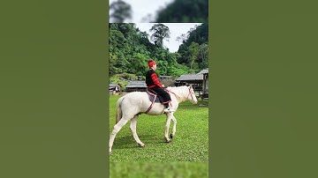 Cưỡi ngựa thong dong trên bản Hang Táu #ngobaluc