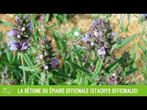 Vidéo: Basilic sacré, ou tulsi : description avec photo, aspect, période de floraison, fruits. Propriétés utiles, effet thérapeutique, conseils et règles pour la reproduction et les soins