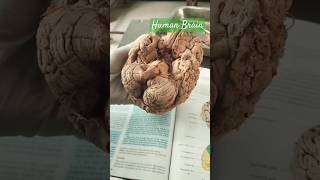 Real Human brain🧠||👨‍⚕️Medical Life||#bams #mbbs #youtubeshorts #ytshorts #braintest #mind #viral