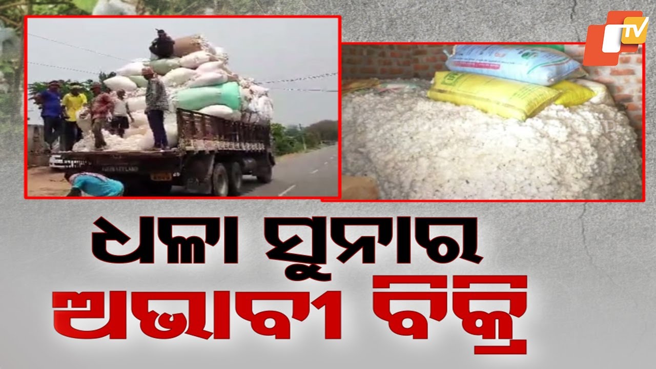 Gajapati Cotton Farmers Struggle as Lack of Market Halts Sales