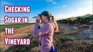 Checking Sugar (Brix) in the Vineyard
