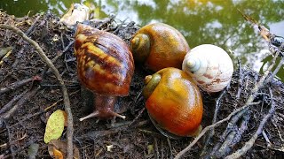 HUNT AND FINDING SNAILS! Hunt for snails, flattened snails, golden snails and albino snail shells