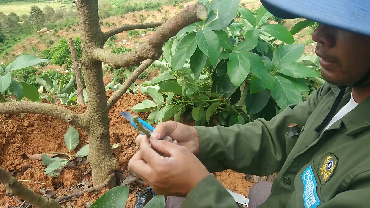 KỸ THUẬT GHÉP BƠ 34 SỐNG 100%