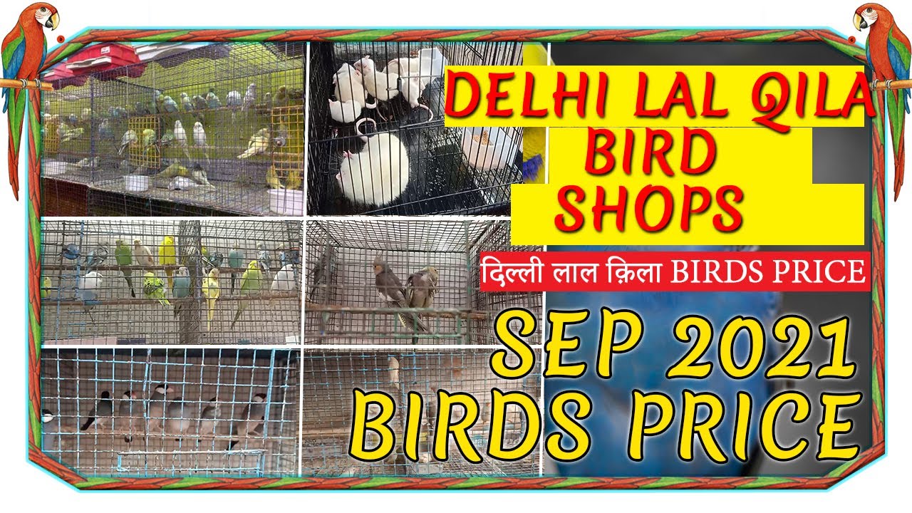 Delhi Lal Qila Birds Market shop Birds Price 2021 Latest Update By