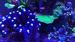 Dive in Daniel's reef tank