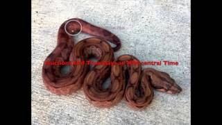 Boa Constrictor Auctions 2017 Boa Constrictor Auctions 2017