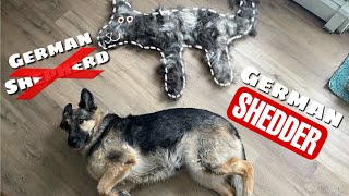 German Shepherd, more like German Shedder! by An Irie Shepherd 552 views 2 years ago 10 minutes, 46 seconds