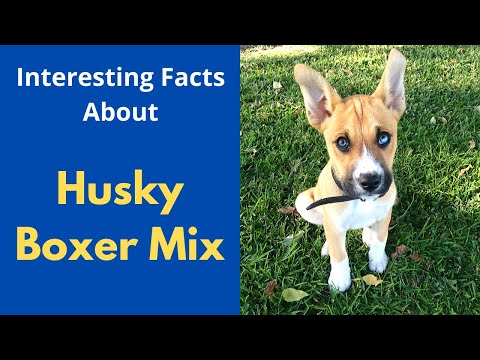 Interesting and Shocking Facts about the Boxer Husky Mix (Boxsky) | Should you get a Boxsky?