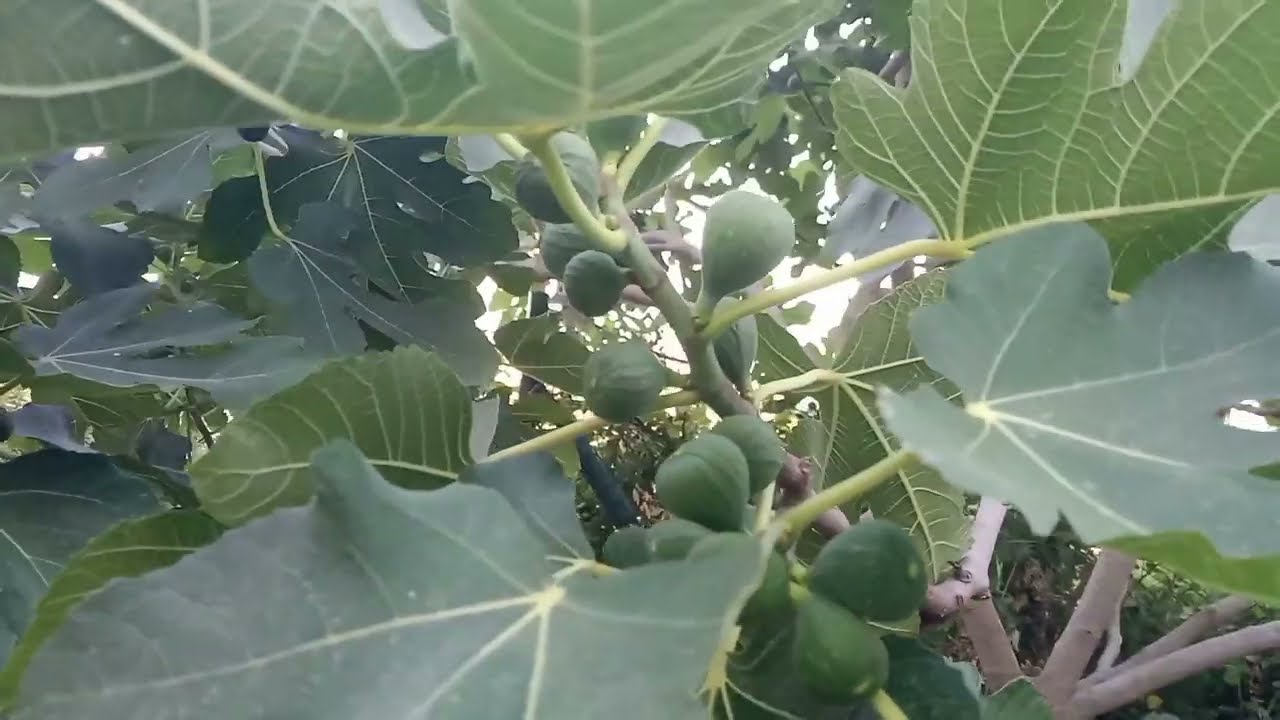 İNCİR AĞACINDA SULAMA YAPILIR MI?