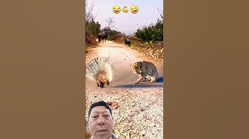 chú báo đốm tấn công con nhím và cái kết đắng #báođốm #animals