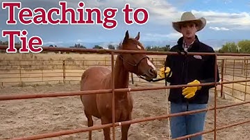 Teaching a Young Horse to Tie - Justin Hatfield
