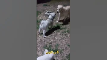 تامی بخاطر بوکی درگیر میشه 