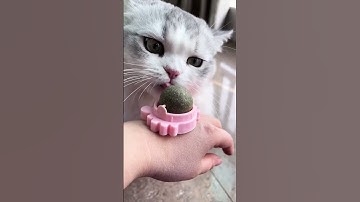 How to Keep Your Cat Entertained with Catnip Toys!