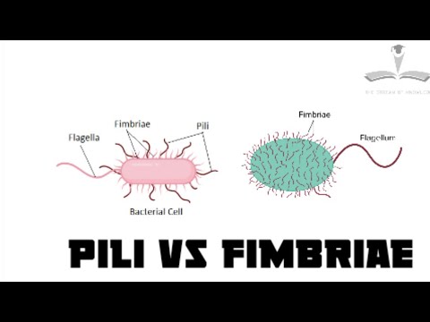 Video: Mají bakterie fimbrie?