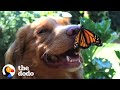 This Dog Is Best Friends With Butterflies | The Dodo