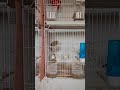 ماذا أفعل اذا لانثى جاهزة ولذكر داخل في غيار الريش 