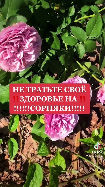 🤪👌СОРНЯКОВ НЕ БУДЕТ! - YouTube