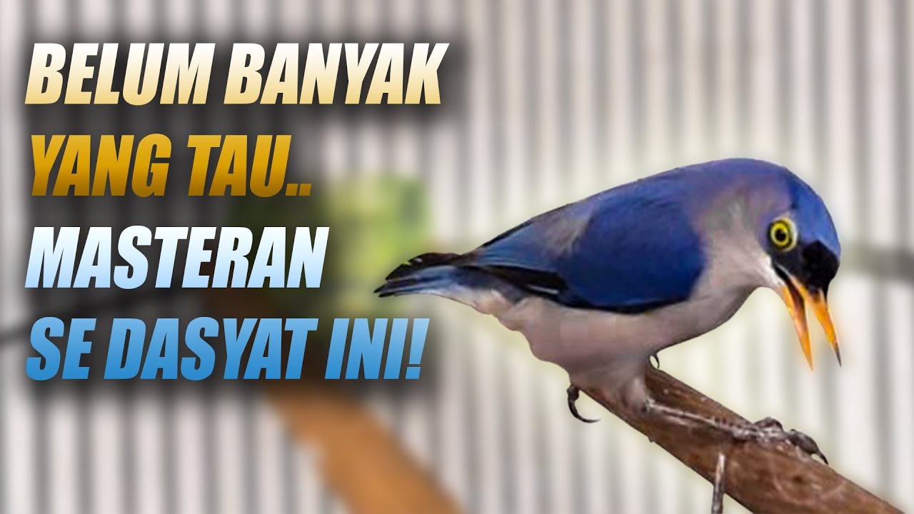 SEKALI MASUK PASTI JADI BURUNG MEWAH!! RAMBATAN PARUH MERAH GACOR FULL ISIAN CILILIN SUARA JERNIH