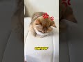 These cats forgot to invite another cat
