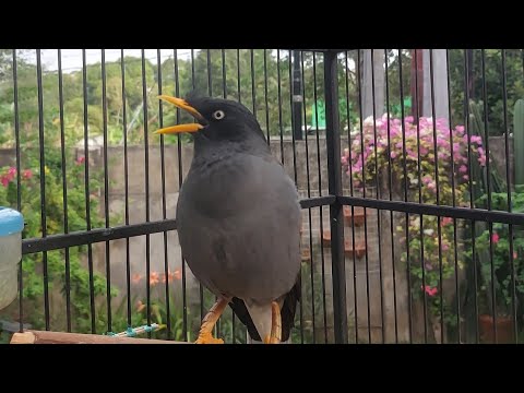 Suara Khas Jalak Kebo Untuk Pancingan Jalak Kebo Muda Dijamin Pasti Cepat Nyaut