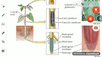 ClassIX Science 19 05 2020 by Ms Mridulata Upadhyay