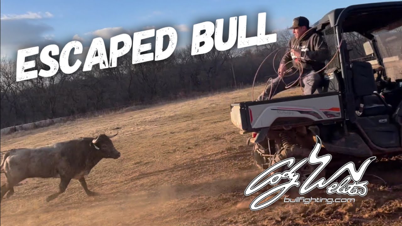 Сегодня на ранчо сбежал бык!