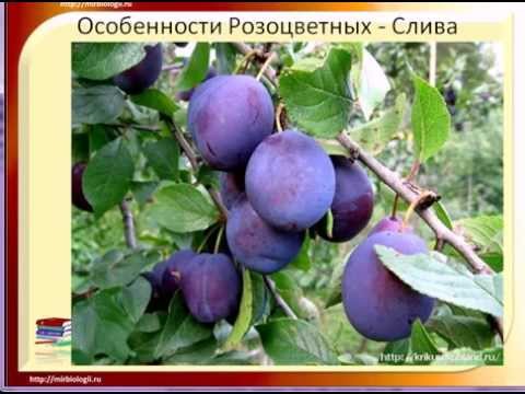 Семейство Розоцветные