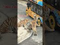The Moment a Tiger Calms Down His Angry Brother