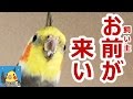 鷹匠ならぬオカメインコ匠を目指した結果