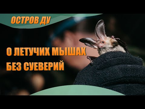 Уникальная природа Беларуси: Летучие мыши мифы, суеверия — Неделя летучих мышей в Беларуси