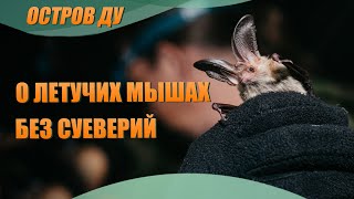 Уникальная природа Беларуси: Летучие мыши мифы, суеверия - Неделя летучих мышей в Беларуси