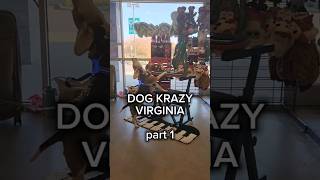 Meeting New Pals @Dogkrazy In Va Was Pawfection! Stay Tuned For More! #Buddymercury #Shorts #Aroo