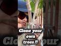 The Science of Air Layering - Choking the Mother tree!