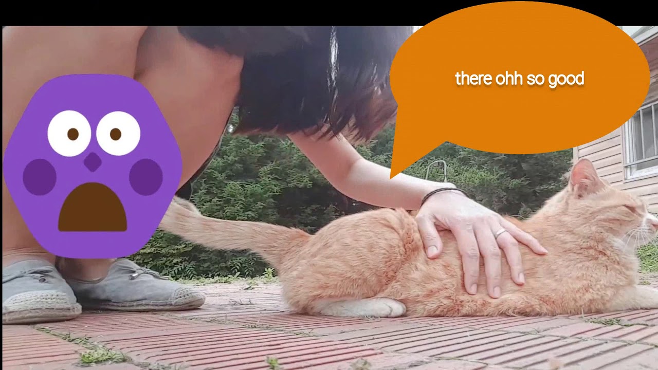Stray cat YouTube Stray cat YouTube