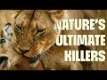 The World S Most Lethal Predators Uncovered FULL DOCUMENTARY Wildest Survival Hunt Or Die 