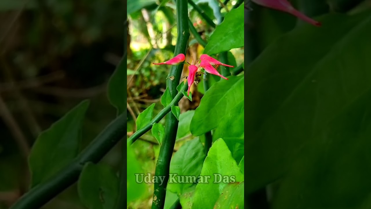 Pattadayagula Nattuna Tulu song