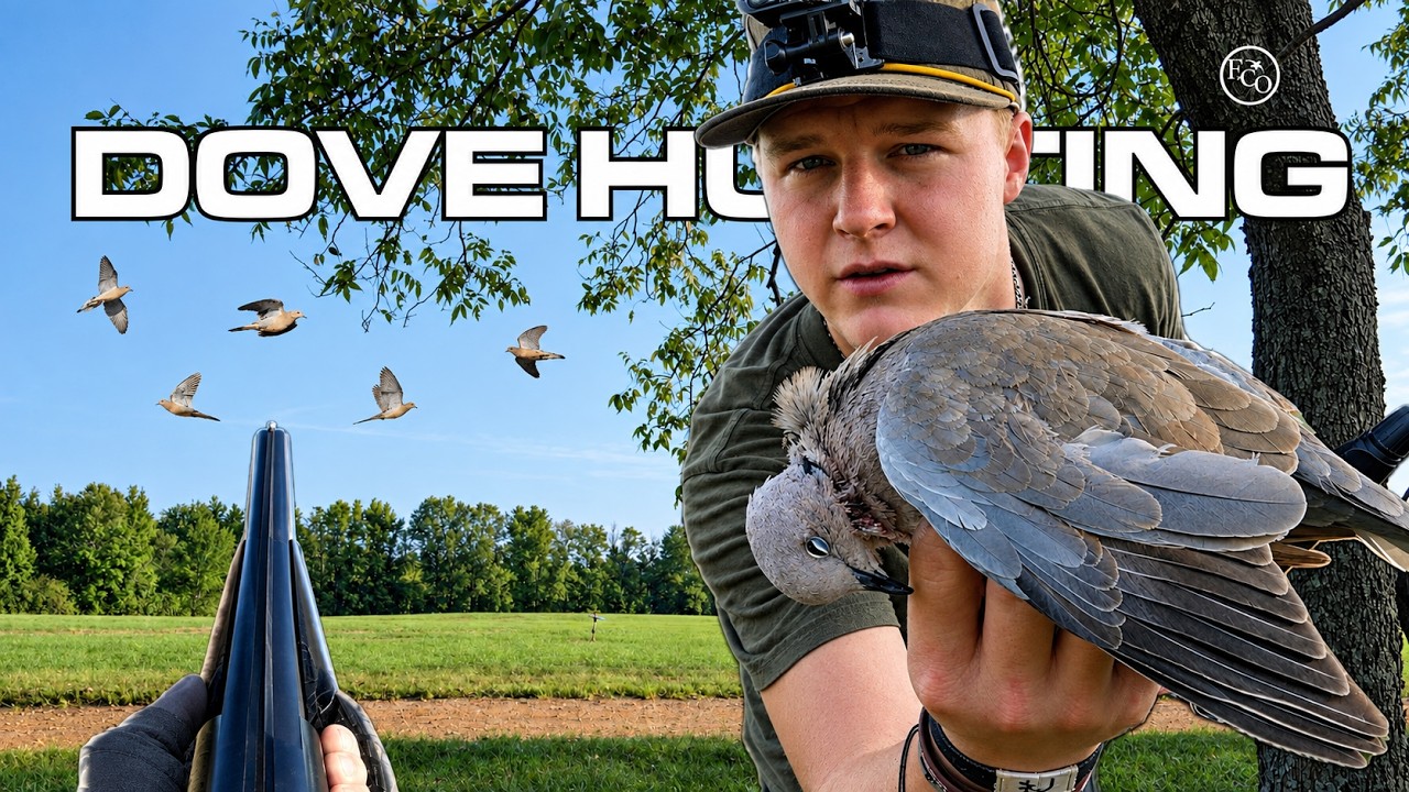 Dove Hunting THREE LOADED Pastures! (Catch Clean Cook)