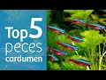 TOP 5 CARDUMEN · 5⃣ PECES que viven en GRUPO