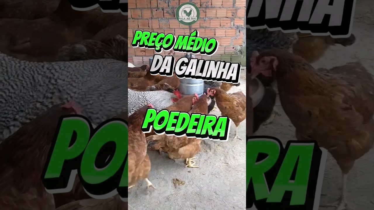 Preço da Galinha Poedeira