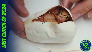 Full Super Asphalt x Pastel Pinstripe Yellow Belly – Final Egg Cutting of 2024! Guide
