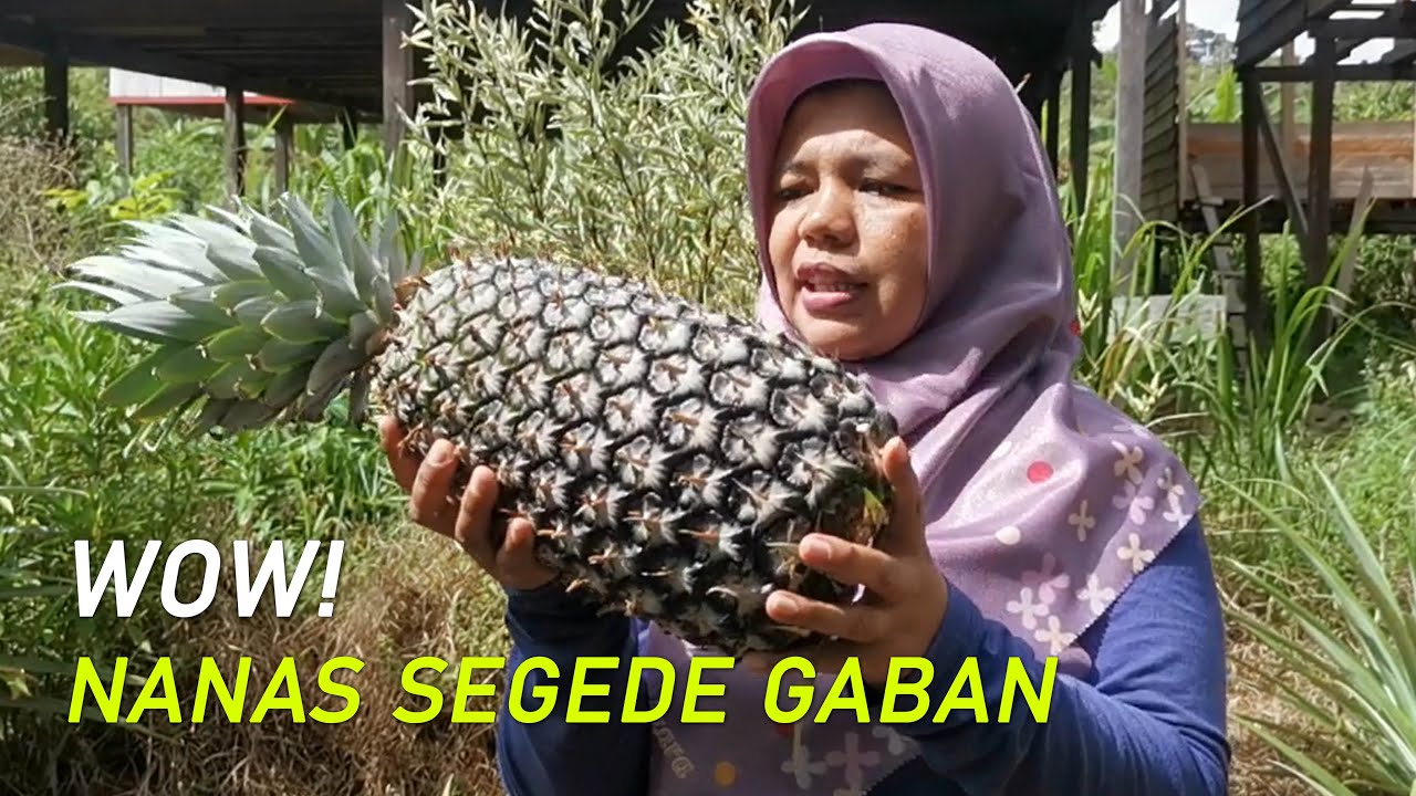 Nanas SUPER JUMBO Asli Kalimantan