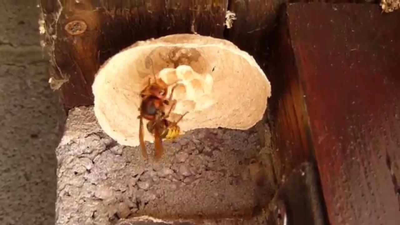 Nid Frelon Européen Nid Frelon Européen