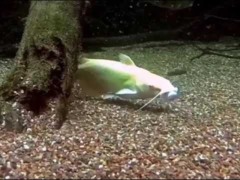 Binky fish - Fish sucking on binkies
