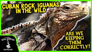 CUBAN ROCK IGUANAS IN THE WILD (are we keeping them correctly?)