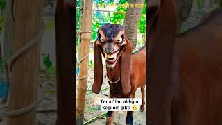 Temudan Aldığım Keçi Resimi