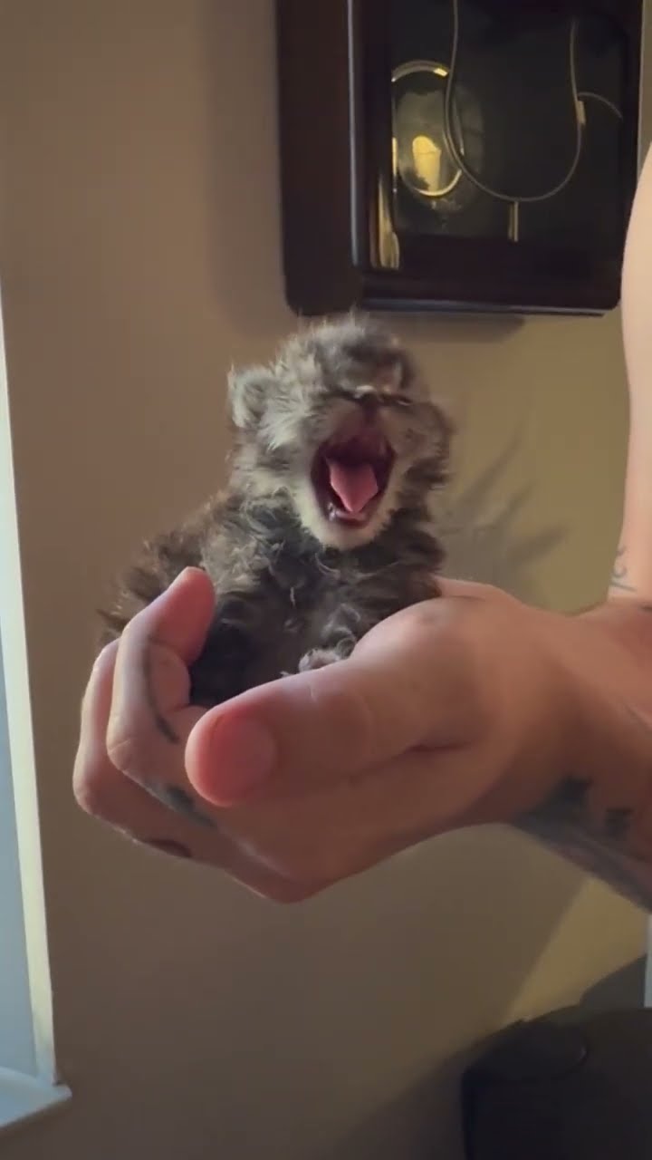 This Is Meep, the Illegally Small Kitten || ViralHog