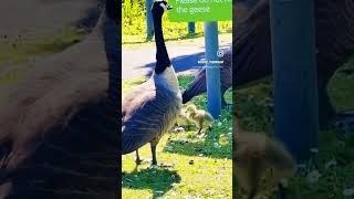 Baby Geese ❤️❤️ Spring is here #reptiles #haveitoldyoulatelythatiloveyou #cute #funny #funnyanimals