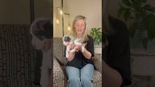 Stock F1b Micro Mini Sheepadoodle