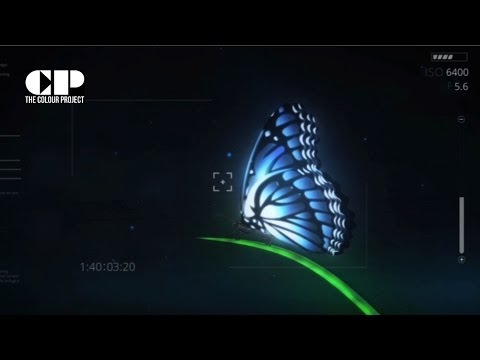 The Butterfly Effect